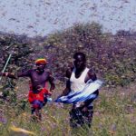 Locusts Outbreak, The World Bank will Provide Loans to Support the Affected Countries for food Security & Livelihood Activities
