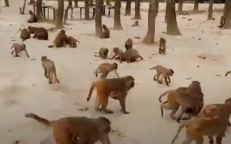 Monkeys are Suffering Shortage of Food at Gajaria Forest at Mymensingh