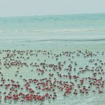 Red Crabs are Playing in groups on the beach in Kuakata, Bangladesh