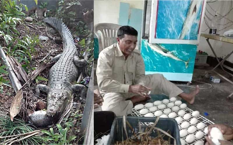 Crocodile Juliet lays 52 eggs at the Karmjal Wildlife Breeding Center,  Bangladesh. - The Green Page