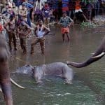 Elephant Killing by Feeding Explosive