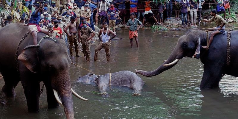 Elephant Killing by Feeding Explosive