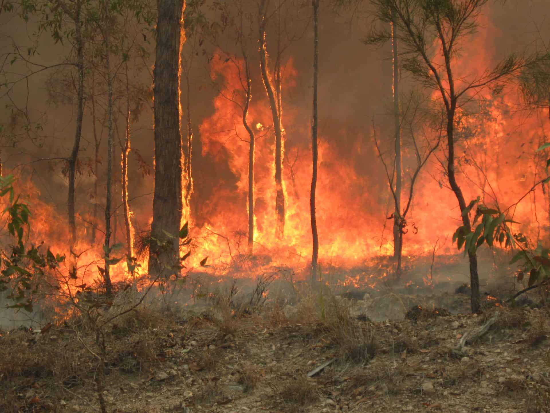 Australia Bushfire Nearly 3 Billion Wildlife Killed