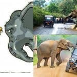 Human Elephant Conflict Accelerating Biodiversity Decline