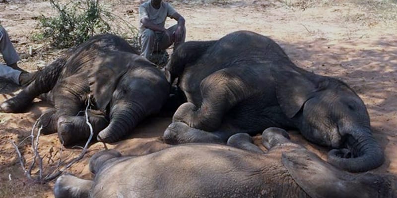 Mass death of Elephant in Africa in mysterious causes