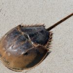 The horseshoe crab is key to inventing the coronavirus vaccine