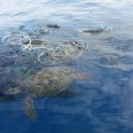 Turtles Trapped in Nets on The Cox’s Bazar Sea Beach