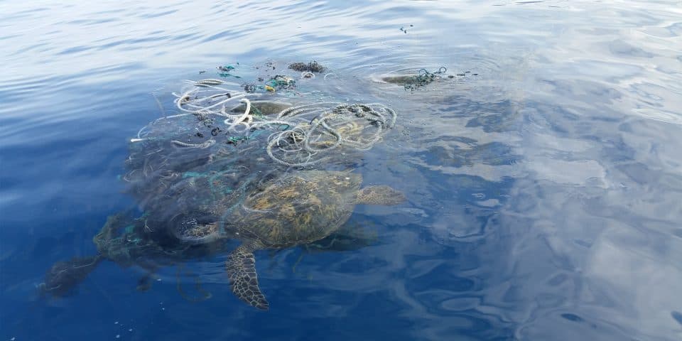 Turtles Trapped in Nets on The Cox’s Bazar Sea Beach