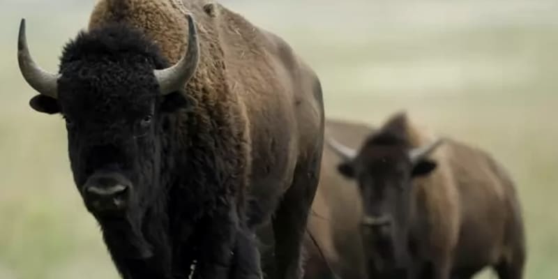Wild bison are returning to the UK 6,000 years