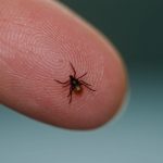Doctors are Panic About Small Insect Attacks