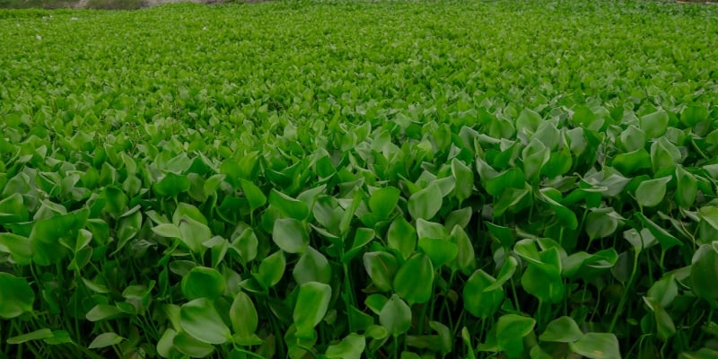 Incursive species of plants and animals in Bangladesh
