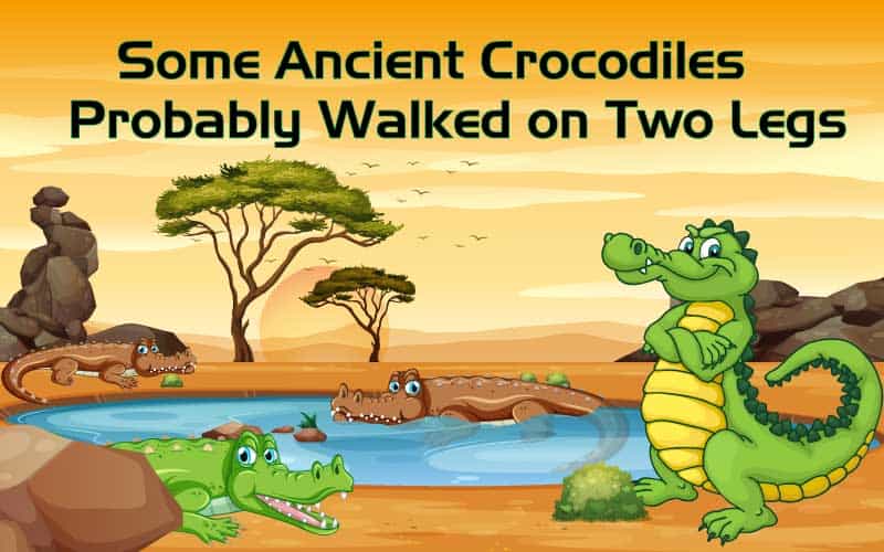 Footprints reveal prehistoric crocodile that walked on two legs