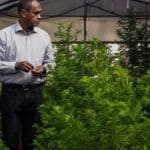 Artemisia Plant in the treatment of corona is an ideal model to the scientists