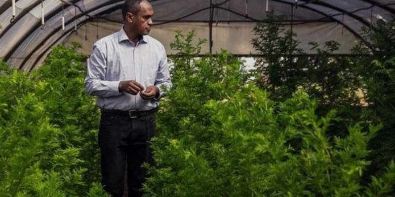 Artemisia Plant in the treatment of corona is an ideal model to the scientists