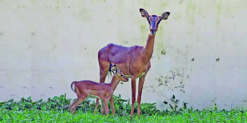 Bangladesh National Zoo New Member in Impala's Family