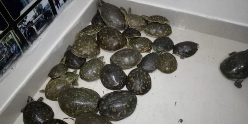 Bangladesh Rapid Action Battalion (RAB) Rescues 36 Turtles, Detains 2 Persons