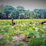 Bhutia's Beel has become a wonderful place with magical beauty because of the lotus flower