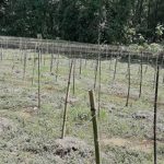 Farmers Affected by Floods and Corona in Gazipur, Bangladesh is Disoriented