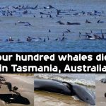 Four hundred whales died in Tasmania, Australia