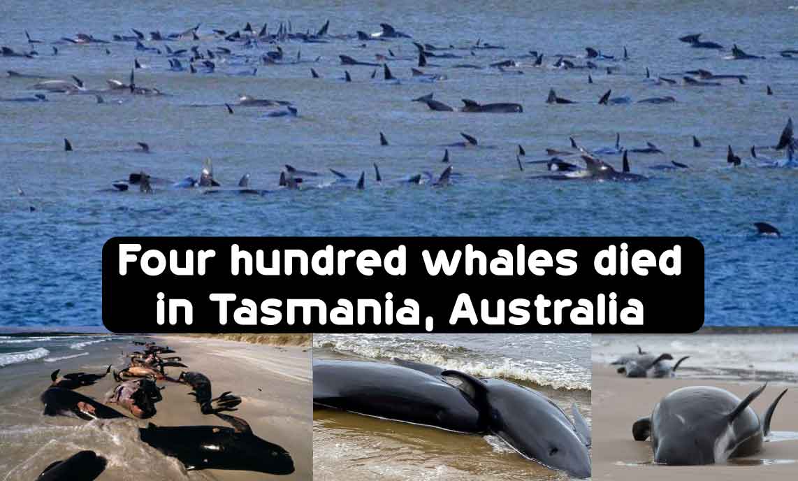 Four hundred whales died in Tasmania, Australia