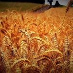 Good News for Farmers, Invention of New Technology to Identify Wheat Fungi
