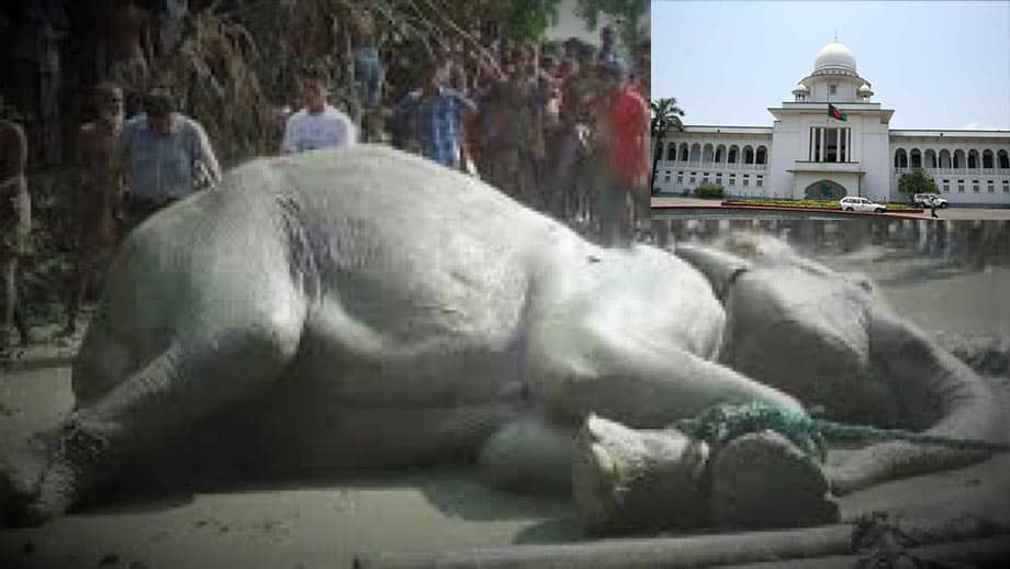 HC Rejects Writ Seeking Probe into 84 Elephants' Death