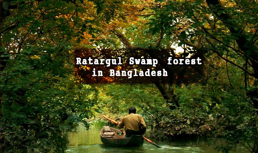 Ratargul Swamp forest in Bangladesh - The Green Page