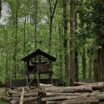 Around 18,000 Trees, Including 1,000 Gazari to be cut to Lay Gas Pipeline in Bangladesh