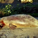 27 Dead Dolphins recovered from the Halda River