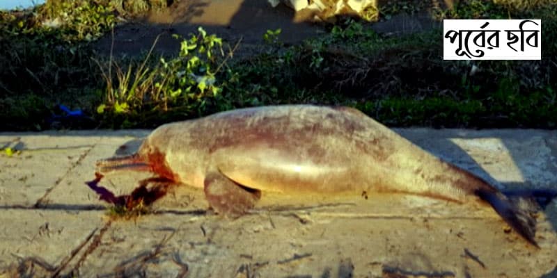 Gangetic dolphin deaths in 2020 – SANDRP