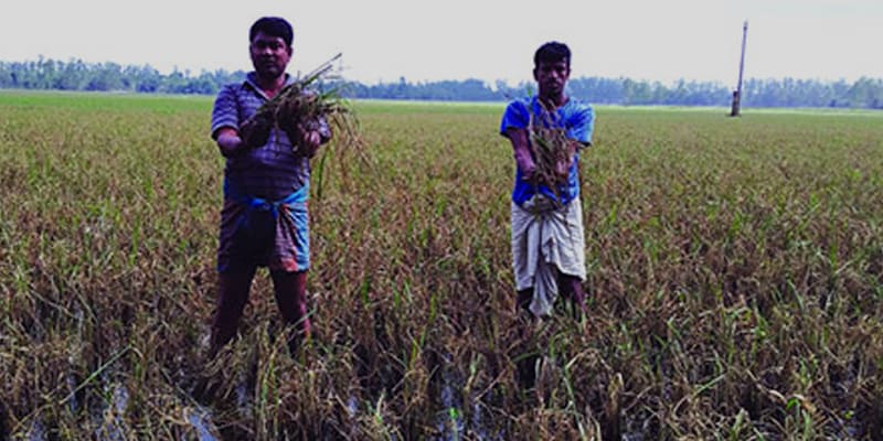 Aman Paddy of 16 Hectares of Land has Rotten