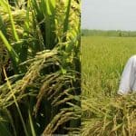 Bumper Crop Even in Adverse Weather: BRRI-75 Rice Cultivation