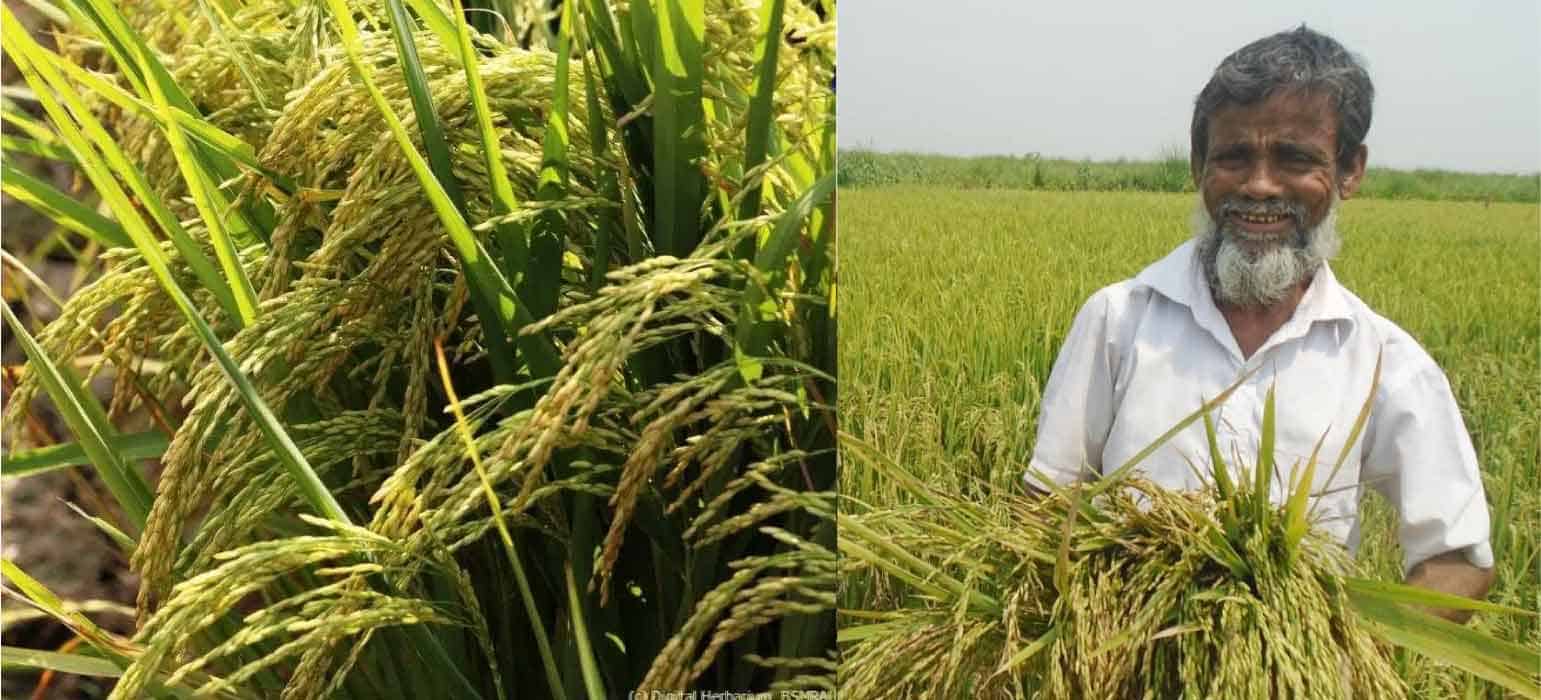 Bumper Crop Even in Adverse Weather: BRRI-75 Rice Cultivation