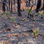 The Australian burned forests are returning to life; the animals are also coming back