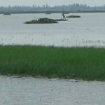 The erosion of the Dharla and the Brahmaputra destroyed hundreds of settlements in seven days and submerged thousands of hectares of crops