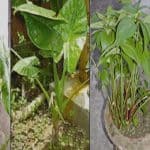 Bangladesh has added 4 new species of plants to the World Botanical Museum