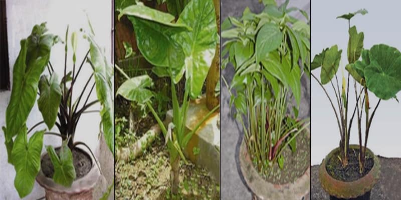 Bangladesh has added 4 new species of plants to the World Botanical Museum