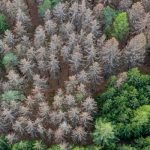 German Forests Plagued by Insects and Fungi