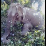 Ninety elephants killed in 17 years in Bangladesh