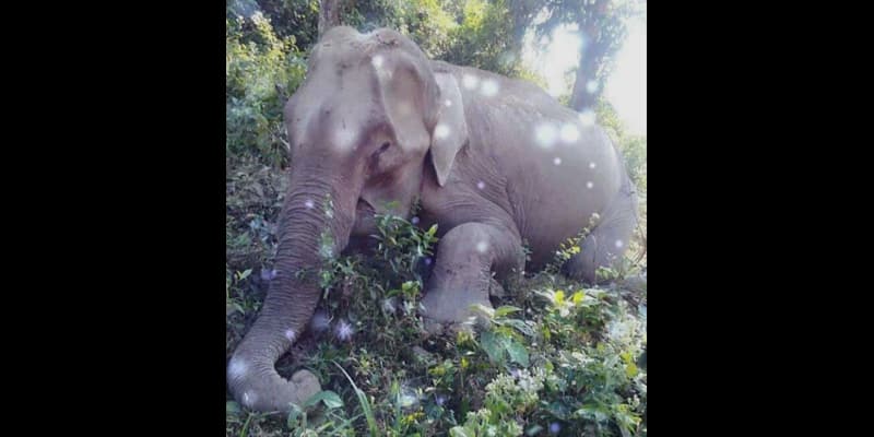 Ninety elephants killed in 17 years in Bangladesh