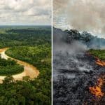 Amazon the largest forest in the world is with the highest destruction