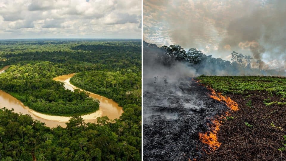 Amazon the largest forest in the world is with the highest destruction