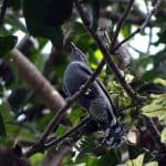 Bangladesh Police Build Bird Nests on Tree Branches
