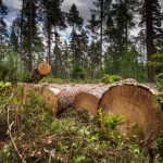 Climate project is being implemented by cutting down trees !!