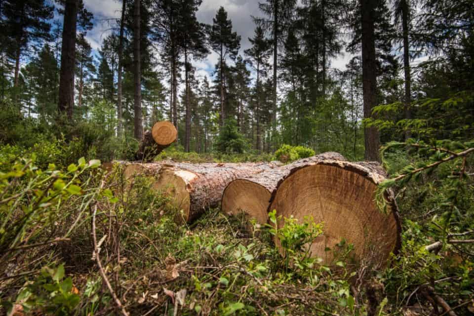 Climate project is being implemented by cutting down trees !!