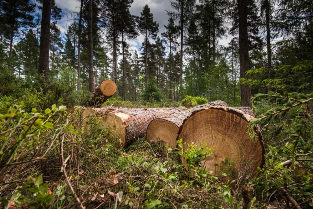 Climate project is being implemented by cutting down trees !!