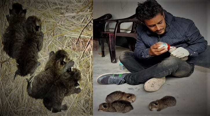 Four fishing cat cubs rescued in Kamarkhand, Sirajganj