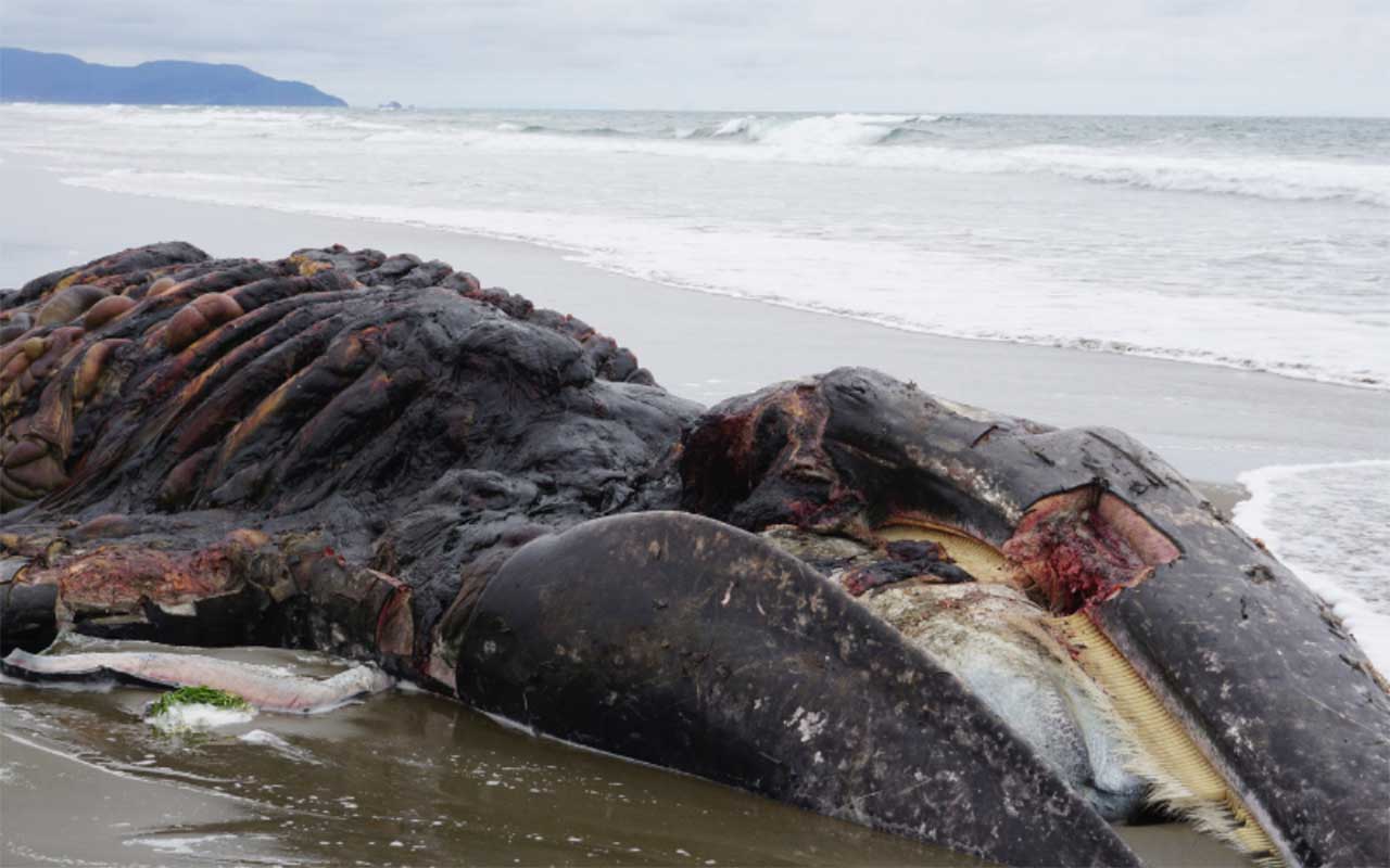 One Hundred Whales, Again Trapped in the Beach of New Zealand, have died