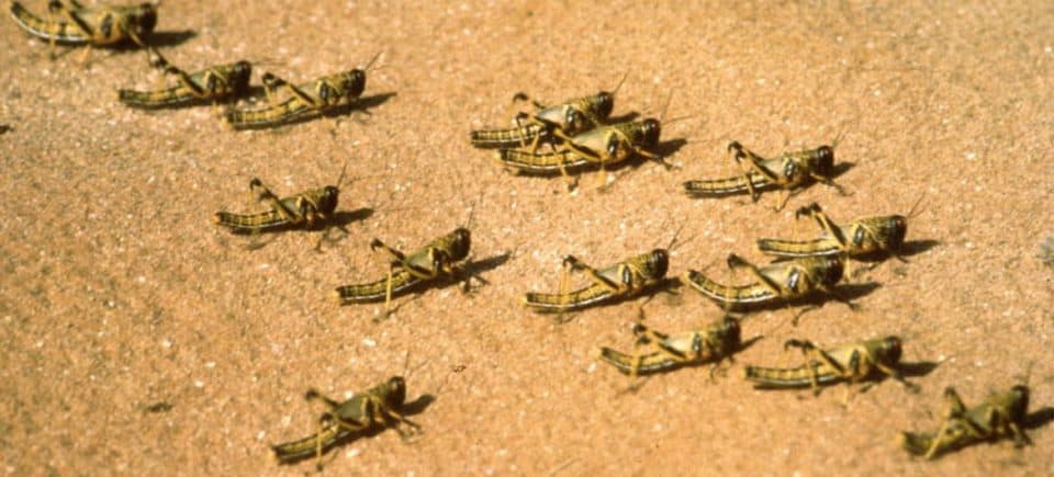 The threat of desert-locust infestation again in Africa, the spread of billions of descendants