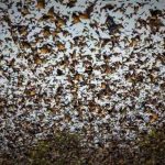 The world's largest mammal migration is under threat